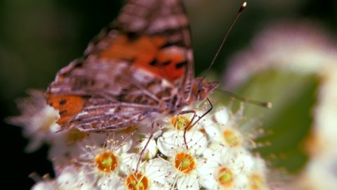Butterfly on white inflorescences in the spring. Crataegus monogyna in spring. Pestrokrylnitsa volatile or Pestrokrylnitsa Levan, Araschnia levana on a flower collecting nectar.