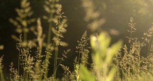Grass ear spikes at the sunset. Spikelets are flying in the wind against the sun at sunset. Slow motion. 4k footage