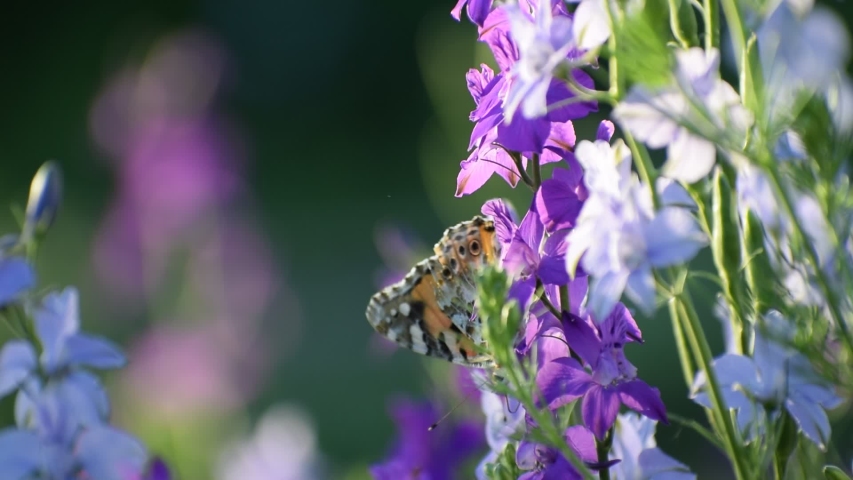 Spring butterfly closeup on a lilac flower on a sunny day
