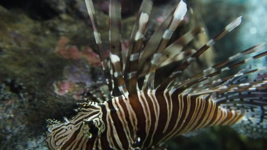 Lionfish swimming in an aquarium. Lionfishes, Turkeyfishes, Firefishes, Butterfly-cods.