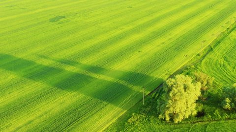 Aerial view of the green wheat or rye spring field with single tree at sunset. Agriculture farming concept Stock Video