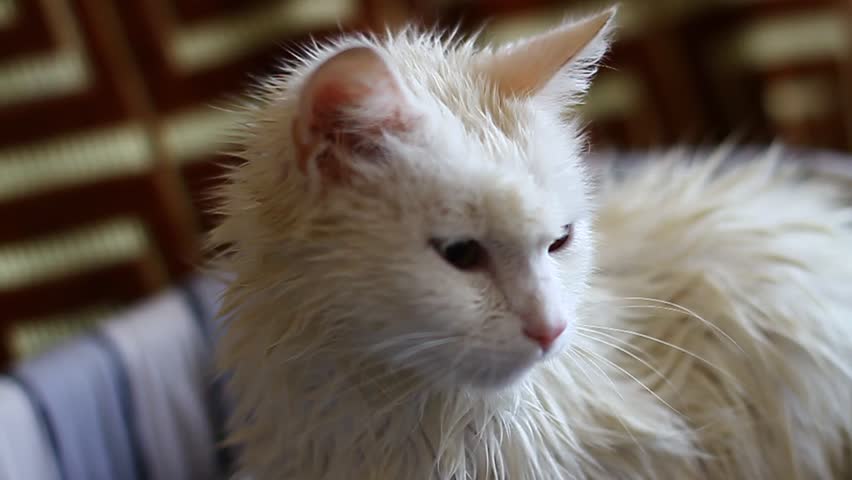 wet white cat