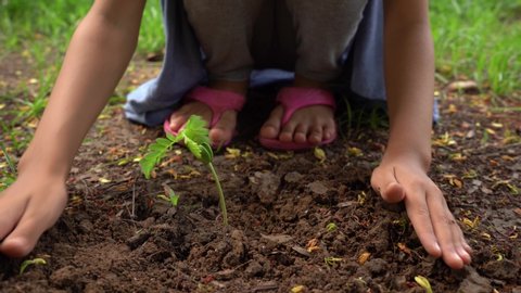 Asian girl planting small green seedling – Stockvideo