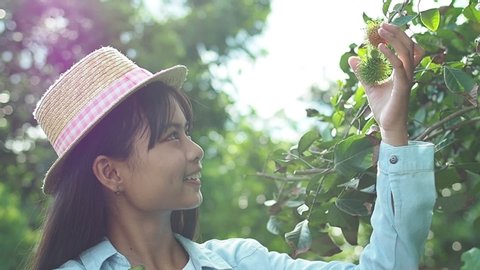 Beautiful young asian girl picking rambutan fruit from tree in her garden,slow motion.
