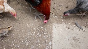 Chickens in a coop being fed with uncooked / raw white rice on the ground