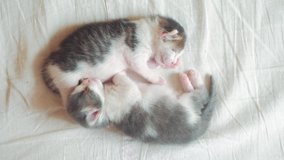 two little kittens funny video are sleeping. lifestyle two kittens brother sleep hugging on the bed pet cat concept - Powered by Shutterstock - Get 15% off with code: PIKWIZARD15