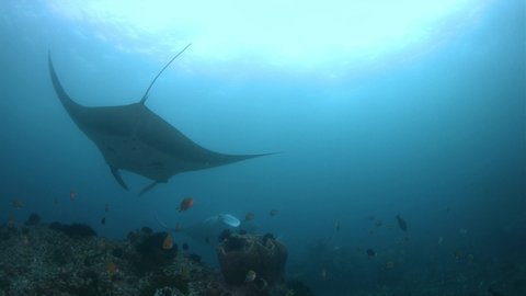 Oceanic Manta Ray on a coral reef in Raja Ampat Indonesia. Central Raja Ampat dive site Blue Magic 4k footage