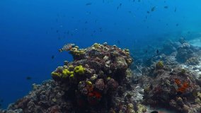 Colorful marine wildlife in the ocean. Blue sea and healthy tropical reef with swimming fish. Aquatic life, fishes and corals. Scuba diving on the coral reef, underwater video.  