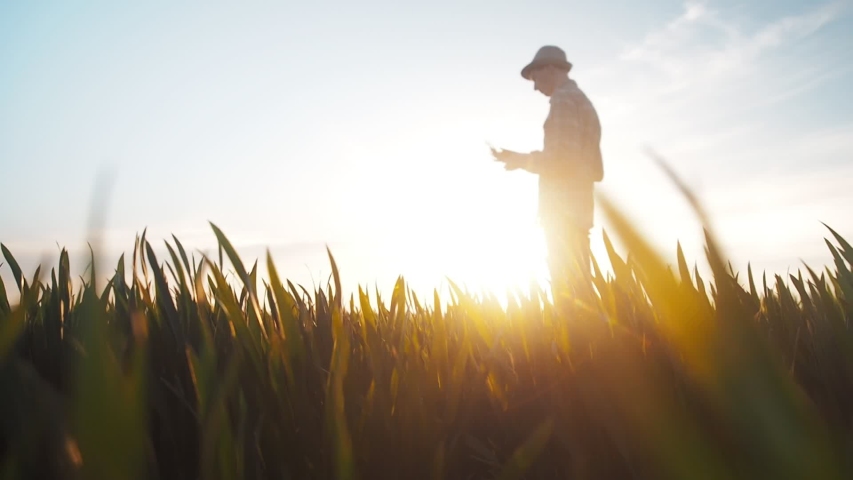 Gold wheat fleld at sunset, rural countryside, agriculture industry. Farmer working examining crops, wheat plants at golden sunset. Healthy food, organic farming, harvest production. Cereal field | Shutterstock HD Video #1030854476