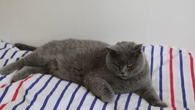 Cute grey British breed cat is posing on camera