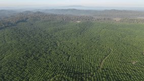 Palm oil plantation aerial footage 