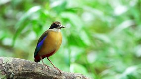 Mangrove pitta bird perching on Rhizophora branch with crab in beak  feeding their new born babies in breeding season ,4K video. 
Closeup of pitta with natural blurred background,over shoulder shot.