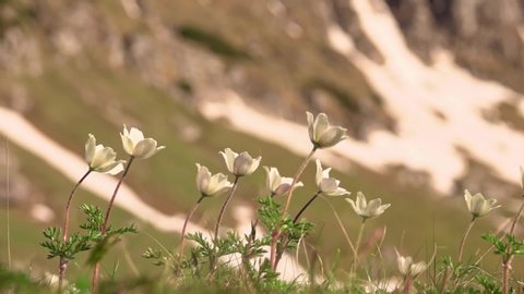 Snowdrop Anemone in springtime. Wild spring flowers in the mountains