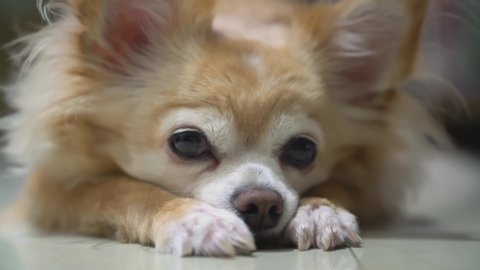 boring brown chihuahua dog puppy wait for owner walk him to park 스톡 비디오