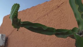 Cactus by the house in Spain