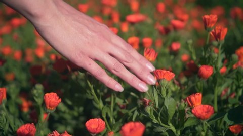 Woman's hand touches calendula flowers. The woman leads smoothly and gently with her hand over the tops of the calendula flowers. Colorful herbs grow in the garden.