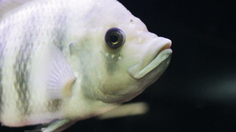 Tilapia buttikoferi, fish close-up, underwater, real time