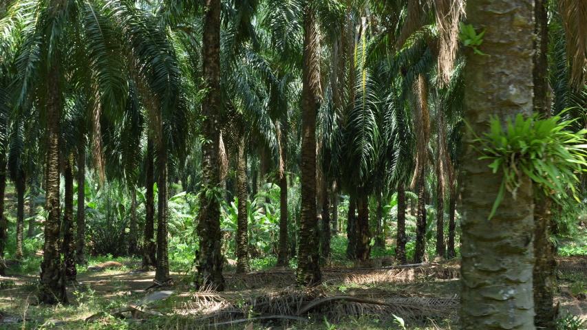 View see palm oil garden from the window of  car for a motion movement. Look like see passing through the palm oil plantation. Palm tree planted in rows for use in the palm oil production industry.  Royalty-Free Stock Footage #1030889129