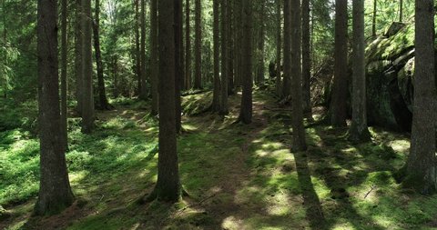 footage along a fir forest path outside Gothenburg, Sweden, in summer time. 