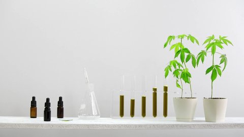 White shelf against wall with glass tubes with CBD. Hand dropping CBD oil on watch glass with dropper. There is potted marijuana plant. Health concept.
