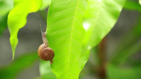 Close-up of burgundy snail walking on the leaf, In the morning