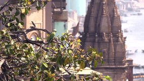 WIld green parrot Rose-Ringed Parakeet, Psittacula Krameri in Varanasi, India, 4K footage video