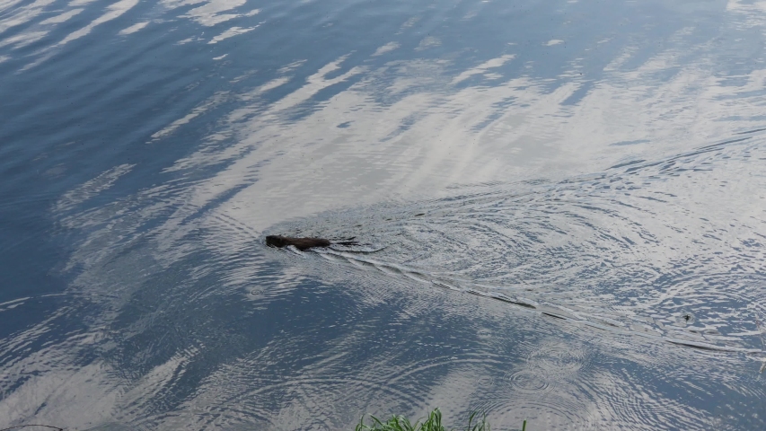 Little beaver swims on the lake in summer.