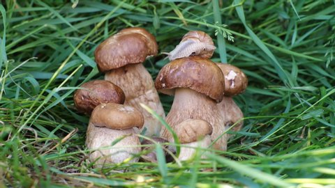 Edible mushrooms in a forest on green background, Boletus edulis. Snail on mushroom. Summer forest mushroom family closeup. Summer forest boletus view. Forest background. Snail crawls in the woods