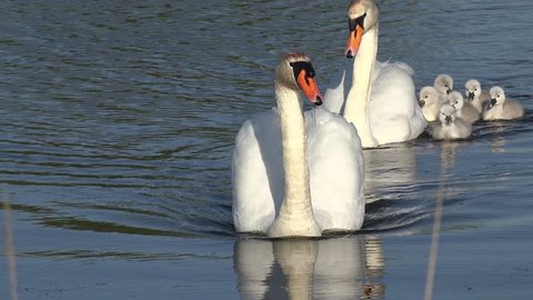 swan ducklings swimming in the lake