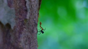 4K video of red ants on the tree, Thailand.