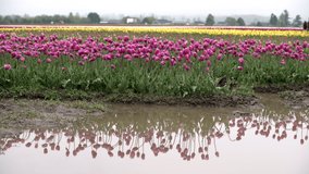 Tulips in a Flooded Field 4K UHD. A field of tulips in a wet and muddy field. 4K UHD.
