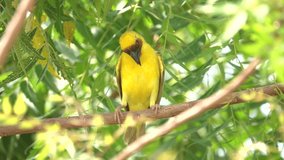 A video of a male Rüppell's Weaver  in Southwestern Saudi Arabia with its distinctive masked face, black beak and red eyes  in slow motion