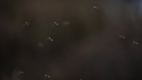 Slow motion and close up on swarm of mosquitos flying around.