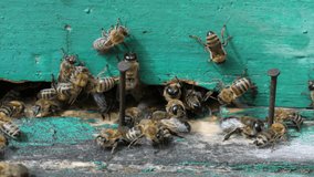 Insects are at entrance to hive.Swarm of bees circle around hive.Apiary,beekeeping,collective work concept bee agriculture.Macro.