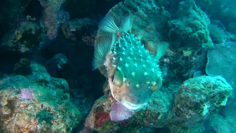 Cyclichtys orbicularis (Orbicular Burrfish) near coral reef, Red sea, Marsa Alam, Abu Dabab, Egypt
