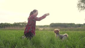 girl playing with a dog on the nature at sunset. dog yorkshire terrier playing catches lifestyle with a ball in nature slow motion video. pet home concept
