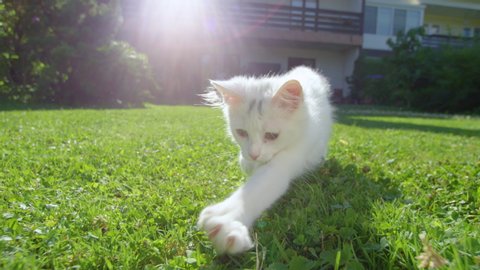 SLOW MOTION, CLOSE UP, LENS FLARE: Cute white kitten runs after a blade of grass held by playful owner. Adorable close up shot of young house cat playing in the summer sunshine warming up the backyard