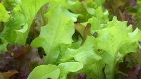 This footage is a close up video of lettuce growing in a pot. It shows the colors of the lettuce and pans around the leaves.