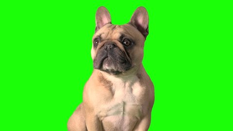 close up of french bulldog looking around on green screen chroma key