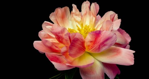 Timelapse of pink peony flower blooming on black background, alpha channel