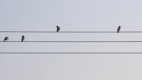 Little Sparrows and Drongo and bulbuls sitting on cable wires in queues I birds on wire stock video