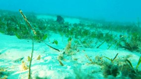 The planting of seagrass underwater to a area of the ocean floor that needs rejuvenation
