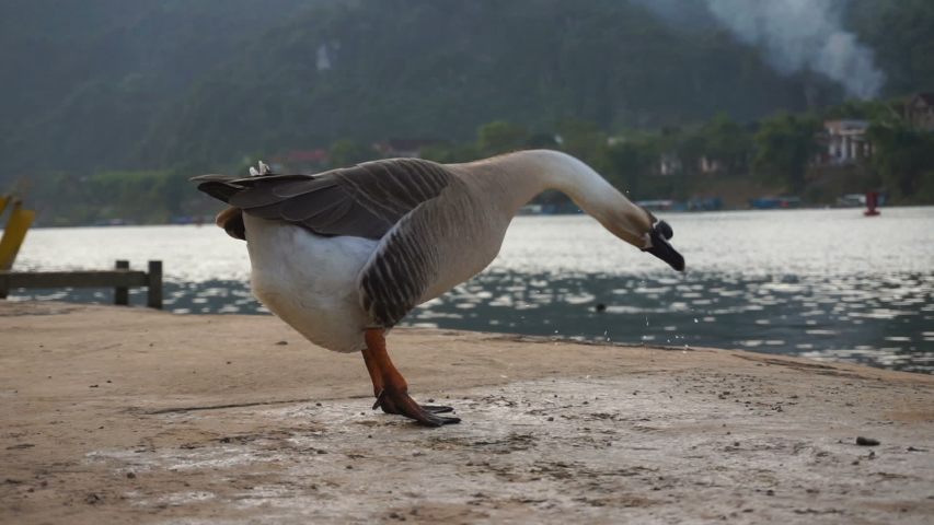 full hd closeup shot a goose crying by the river bank