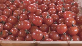 Close up footage of cherry tomatoes. Selective focus. Tilt up shot.