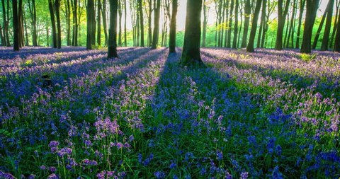 A time lapse of a bluebell wood, just after dawn