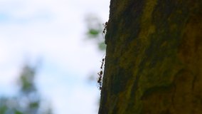 4K video of red ants on the tree, Thailand.