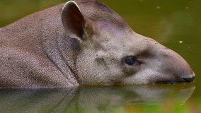 4K video of Brazilian Tapir in the water, Thailand.