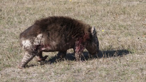 Wombat crawling around camping site in Tasmania shot
