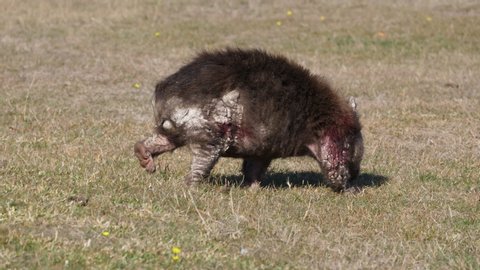 Wombat walks on field of grass shot