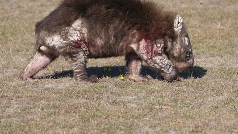 Wounded Australian wombat walk on grass shot